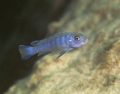 Chindongo sp. 'elongatus ruarwe' Charo